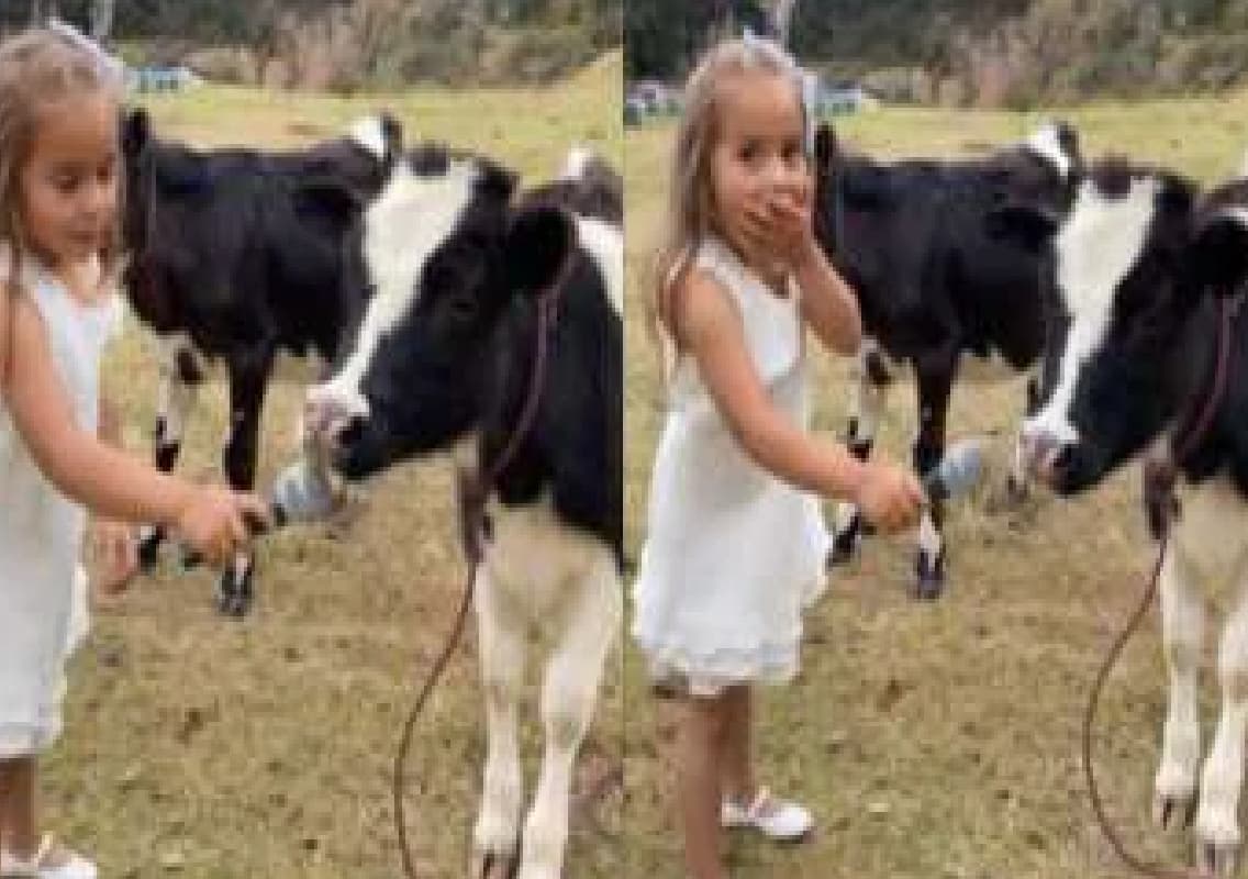 Little Girl’s Charming Interview with a Cow Wins Hearts Online