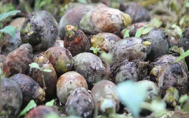 ICAR-CPCRI Issues Advisory to Combat Arecanut Fruit Rot Amid Heavy Rain