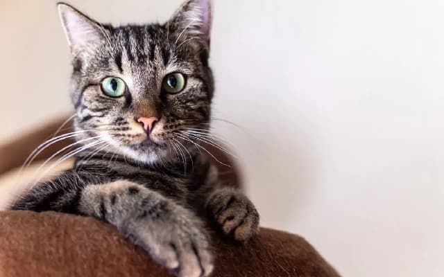Woman Dies of Rabies After Cat Bite in Karnataka