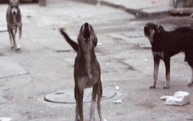 Girl Escapes Street Dog Attack in Udupi, Villagers Demand Action