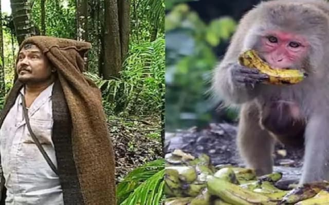 Unique Job Opportunity: Monkey Scarecrow in Uttara Kannada