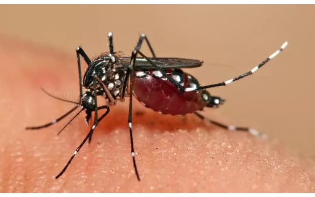 Cardiologist Urges Action to Prevent Dengue Outbreak in Mangaluru