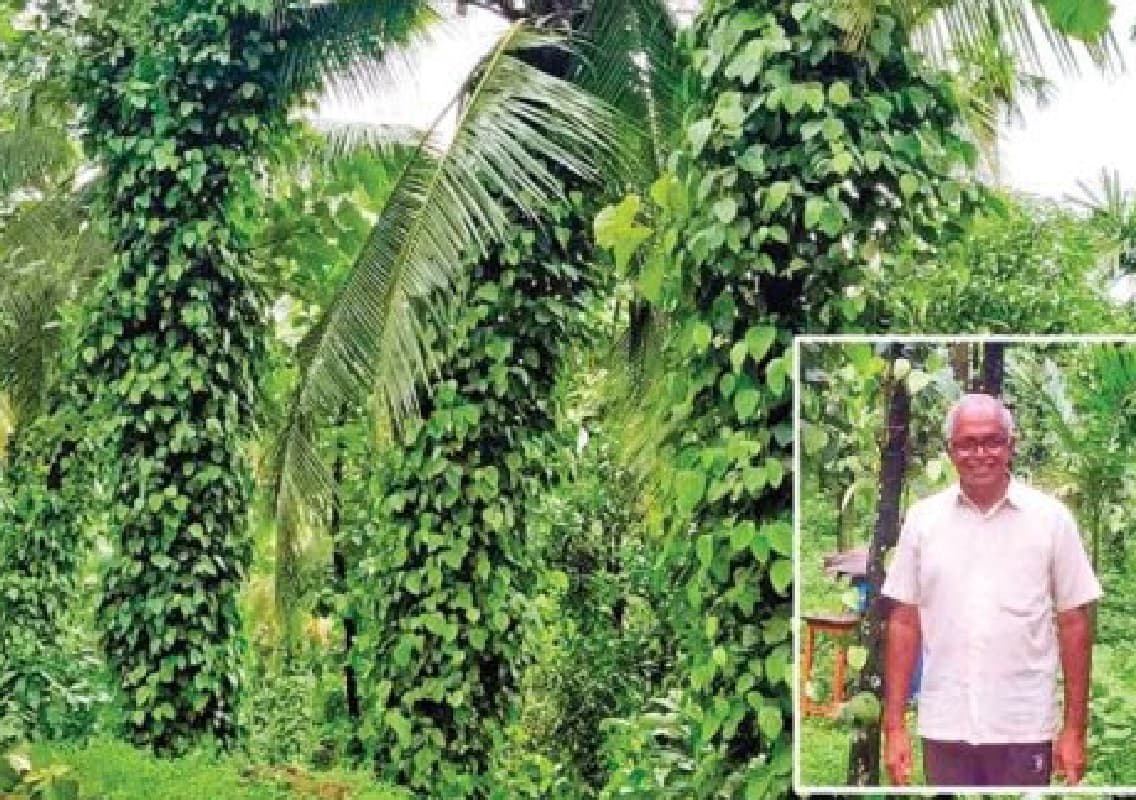 Balnadu Suresh Bhatt: Pioneering Sustainable Agriculture with Innovation