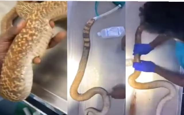 Successful Cobra Surgery Saves Reptile After Building Demolition Incident