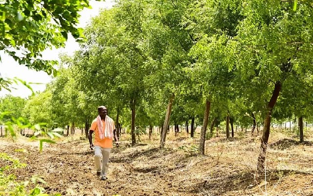 Kalaburagi Plants 2,000 Trees for a Greener Future