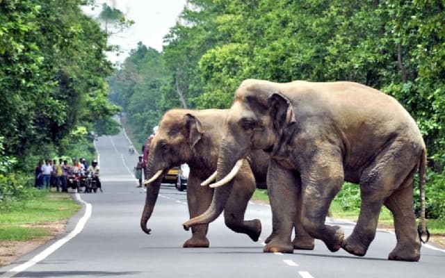 Southern States Form Coalition to Address Human-Elephant Conflicts