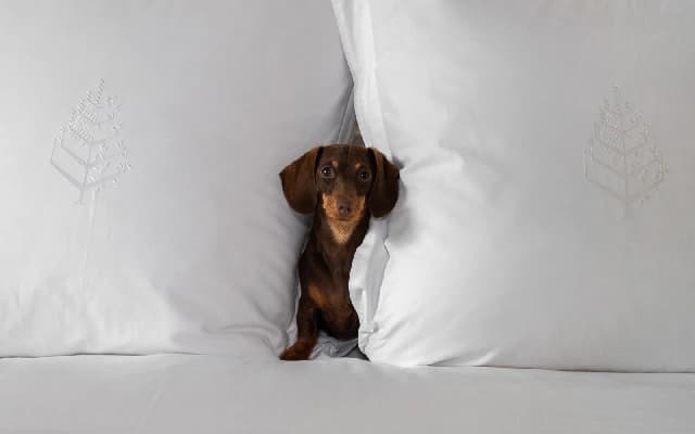 Pawfect Staycation at Four Seasons Hotel Bengaluru: Celebrate International Dog Day