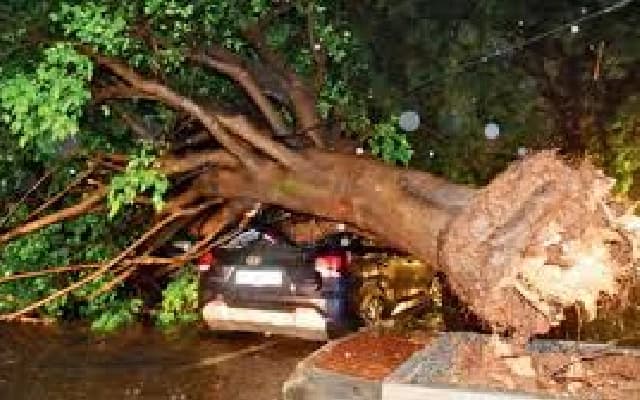 Bengaluru’s Monsoon Tree Management Challenges