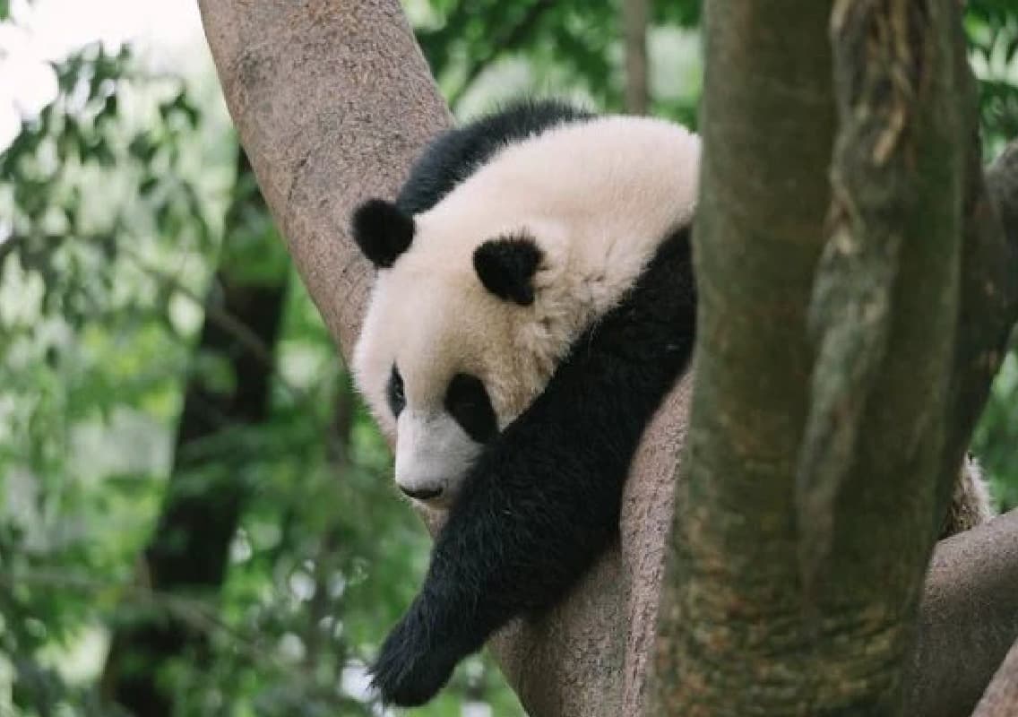 Rare Giant Panda Twins Born in Hong Kong: 19-Year-Old Ying Ying Makes History
