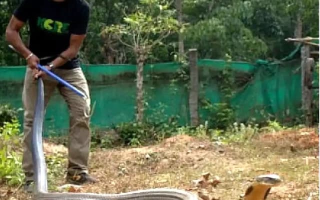 Nine Feet King Cobra Rescued from Home in Udupi