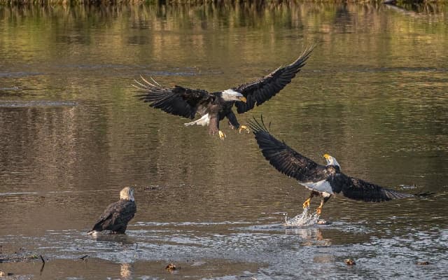Eagle’s Nest Lake Restored: A Triumph of Environmental Collaboration