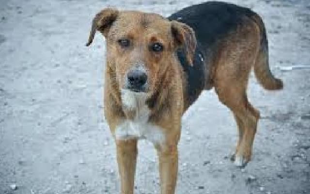 Stray Dog Attacks Over 25 People in Kallakurichi and Cuddalore District