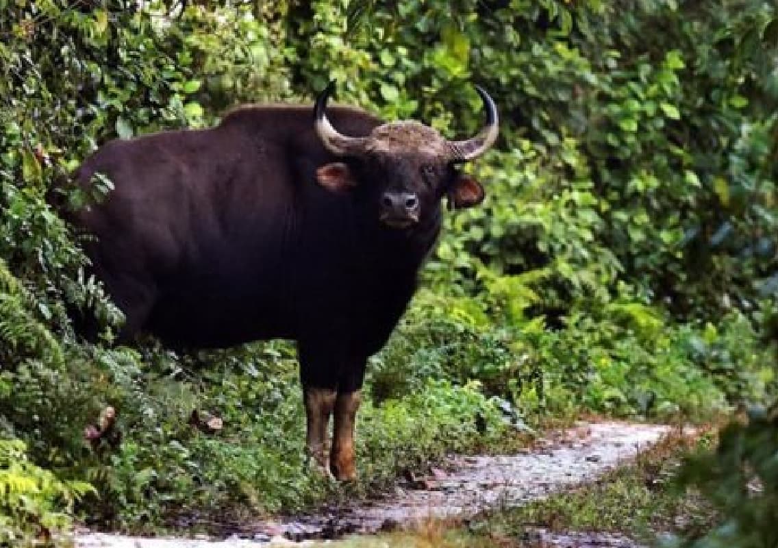 Man Injured in  bison Attack Near  Nagarhole