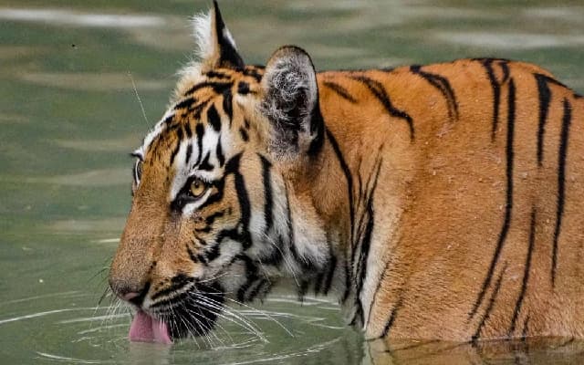 Karnataka Faces Rising Wildlife-Related Fatalities