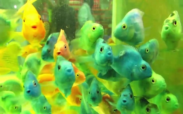 Kolathur’s Ornamental Fish Market to Get a Modern Overhaul