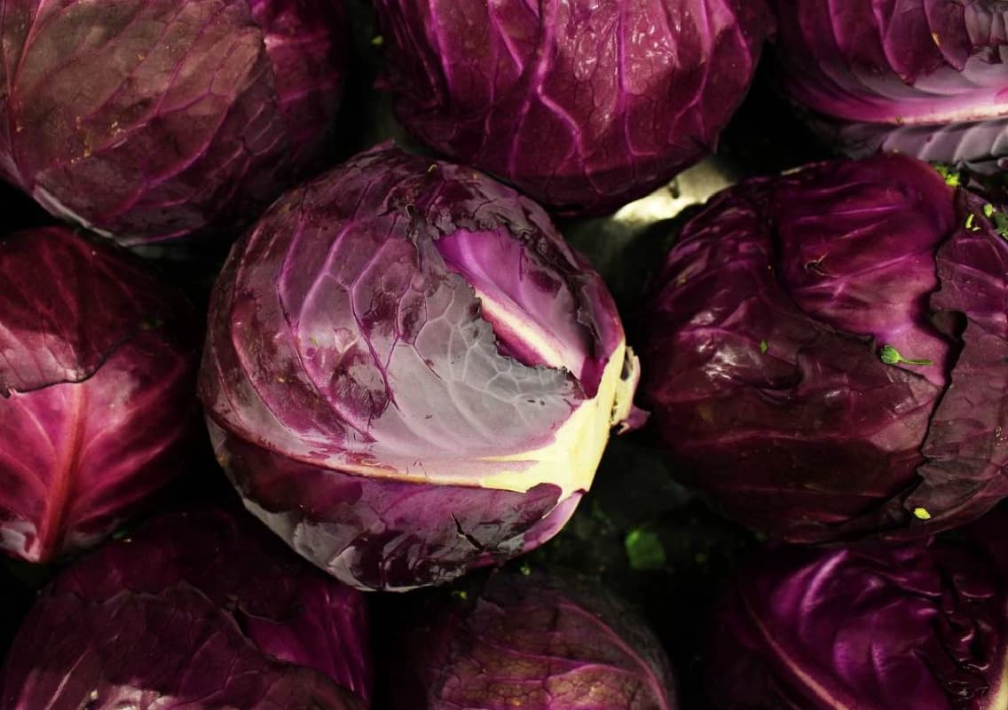Discover the Top Health Benefits of Purple Cabbage