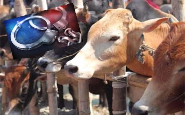 Three Arrested for Illegal Cattle Trafficking in Sullia