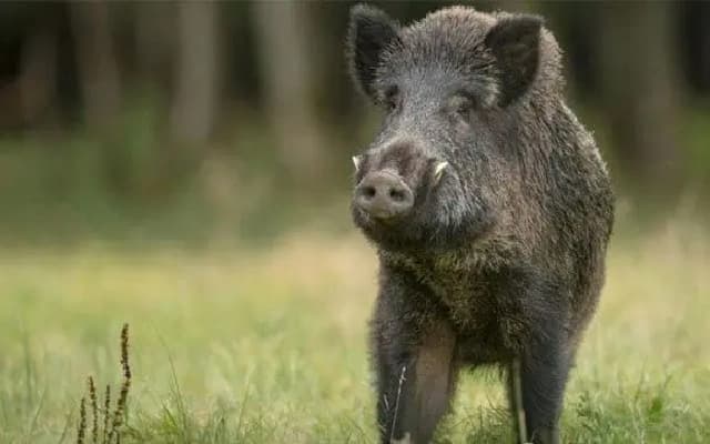 Wild Boar Attack in Puttur Leaves Young Man Seriously Injured