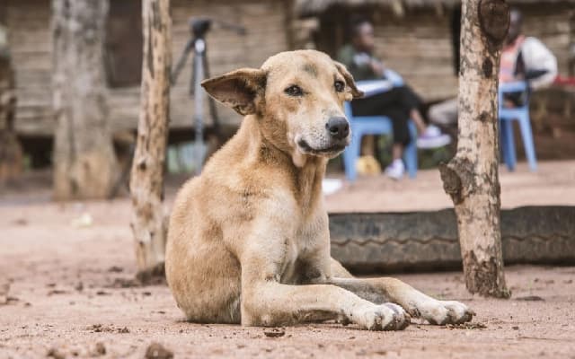 Concern Raised Over Stray Dog Population and Lack of MCC Action