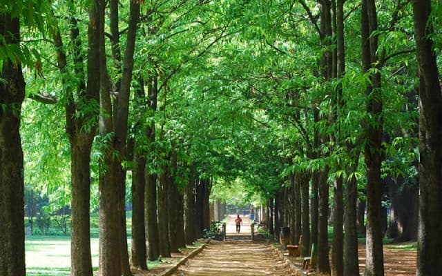 BBMP Forest Division Weak Tree Removal Drive This Month