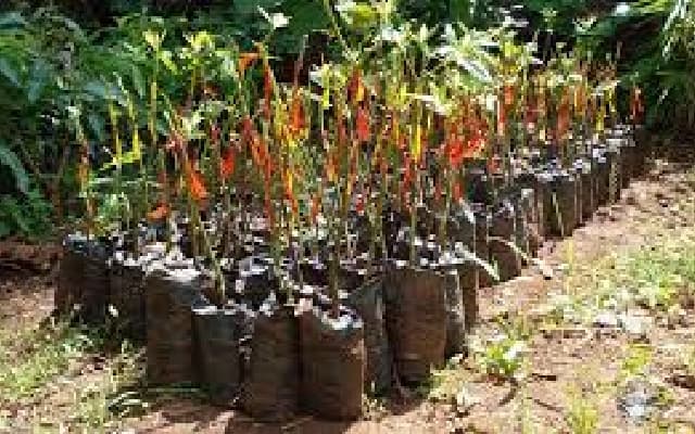 Jail Launches Inmate-Run Nursery for Rehabilitation and Green Innovation