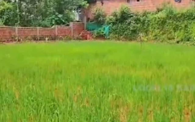 Sullia School Transforms Playground into Paddy Field for Practical Learning