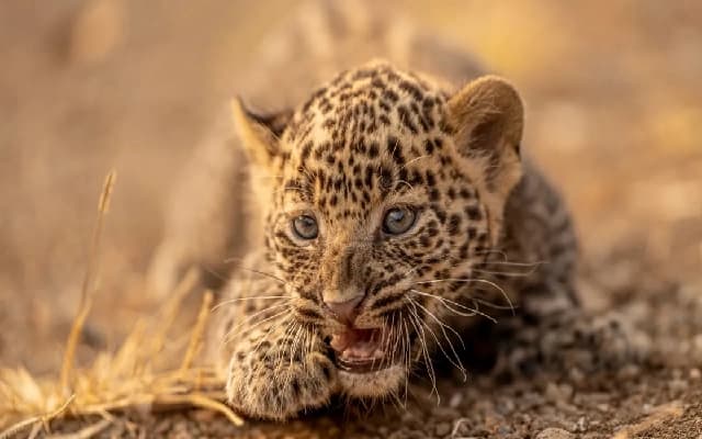 Leopard and Cubs Spotted Near Nagaradinni Village in Vijayapura District
