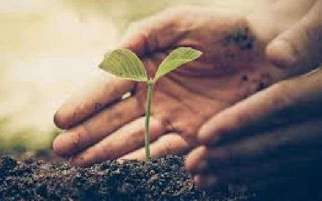 Kalaburagi Launches Massive Sapling Planting Drive to Combat Air Pollution