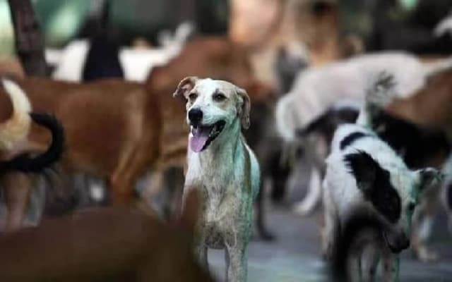 Haveri Reinstates Stray Dog Sterilisation Programme