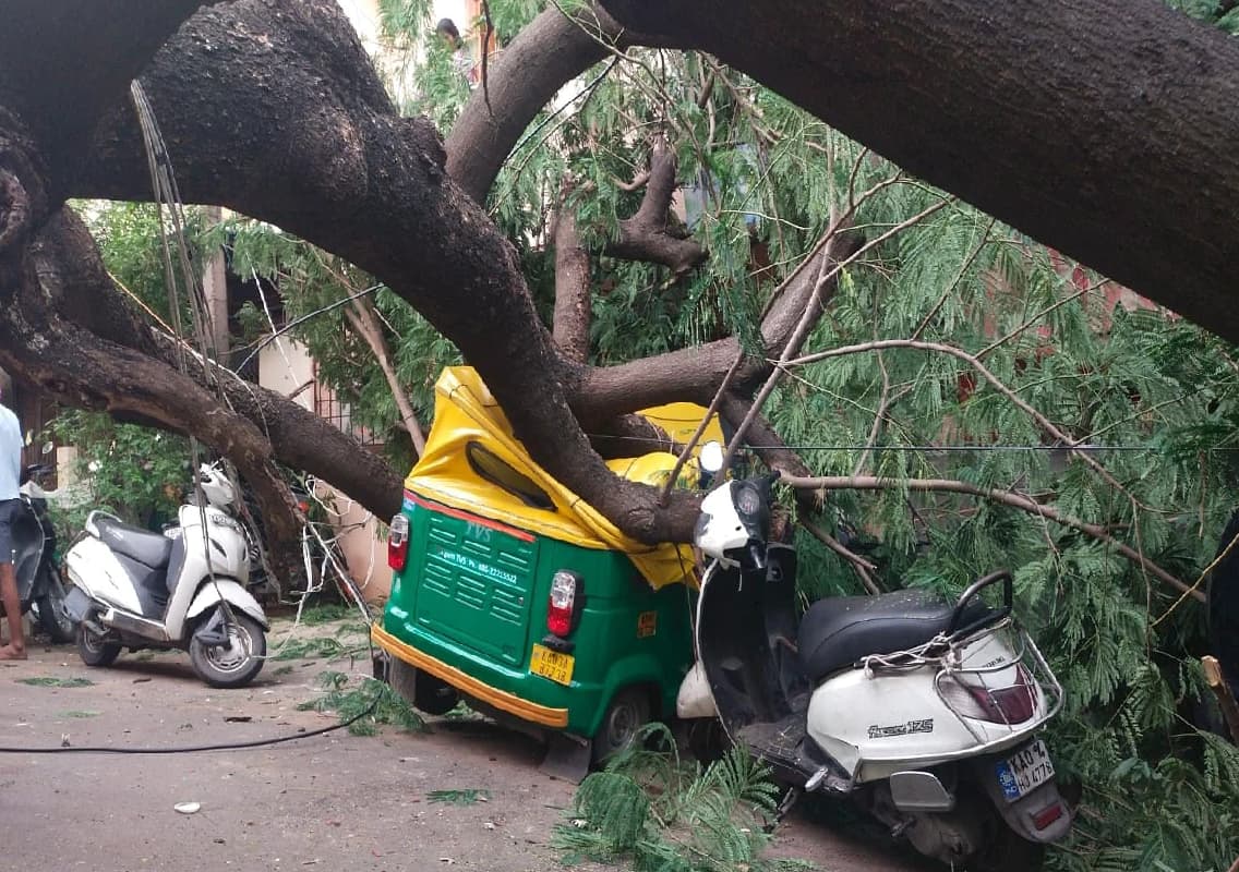 Large Rain Tree Falls in Vyalikaval, Damages Vehicles; No Casualties Reported