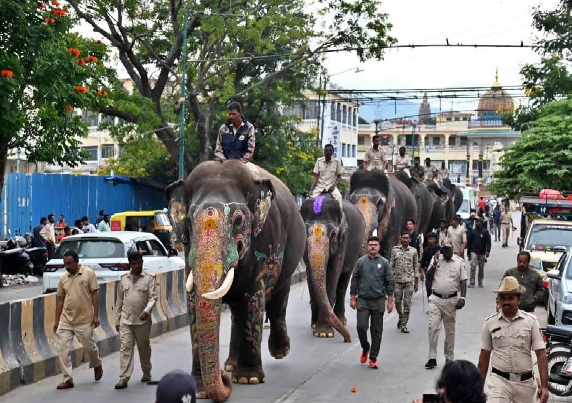 Mysore’s Dussehra Elephants Complete Successful Training Run