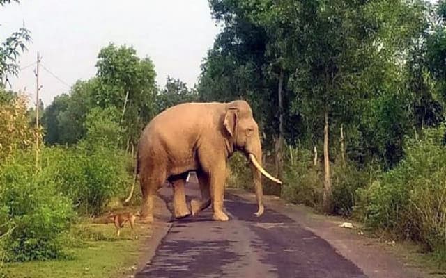 Wild Elephant Menace Intensifies in Ajjavara and Mandekolu Villages