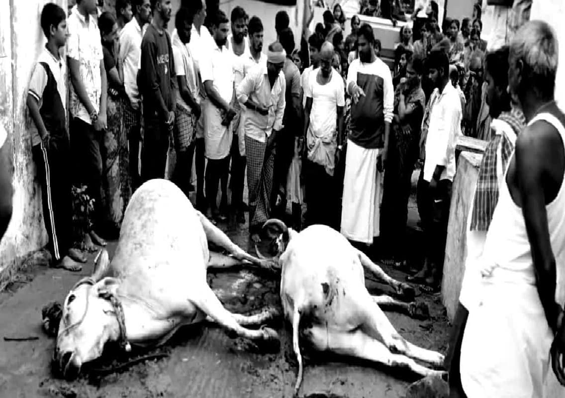 Cattle Deaths in Gangavati Due to Suspected Chemical Poisoning