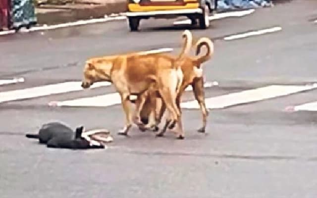 Heartbreaking Scene at Paichaar Junction: Dogs Mourn Lost Friend