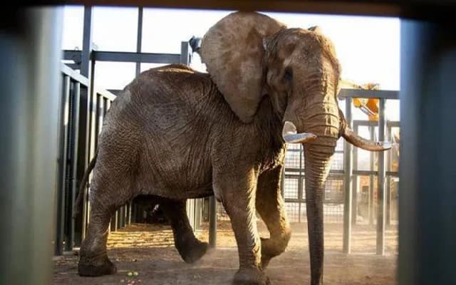 South Africa’s Last Zoo Elephant Released Back into the Wild