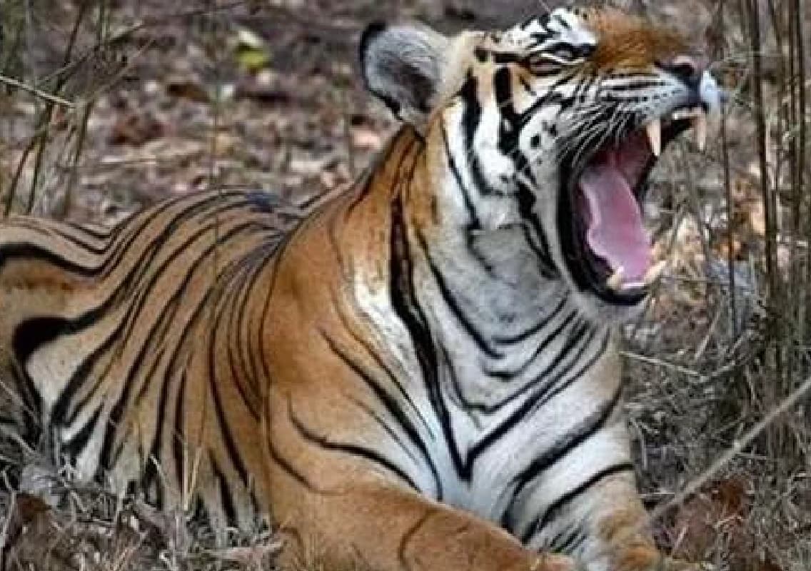 Mutilated Body of Forest Guard Found in Assam’s Orang National Park