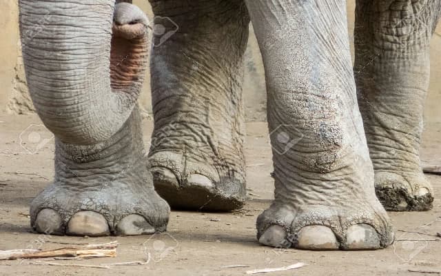 Man Succumbs to Injuries from Wild Elephant Attack