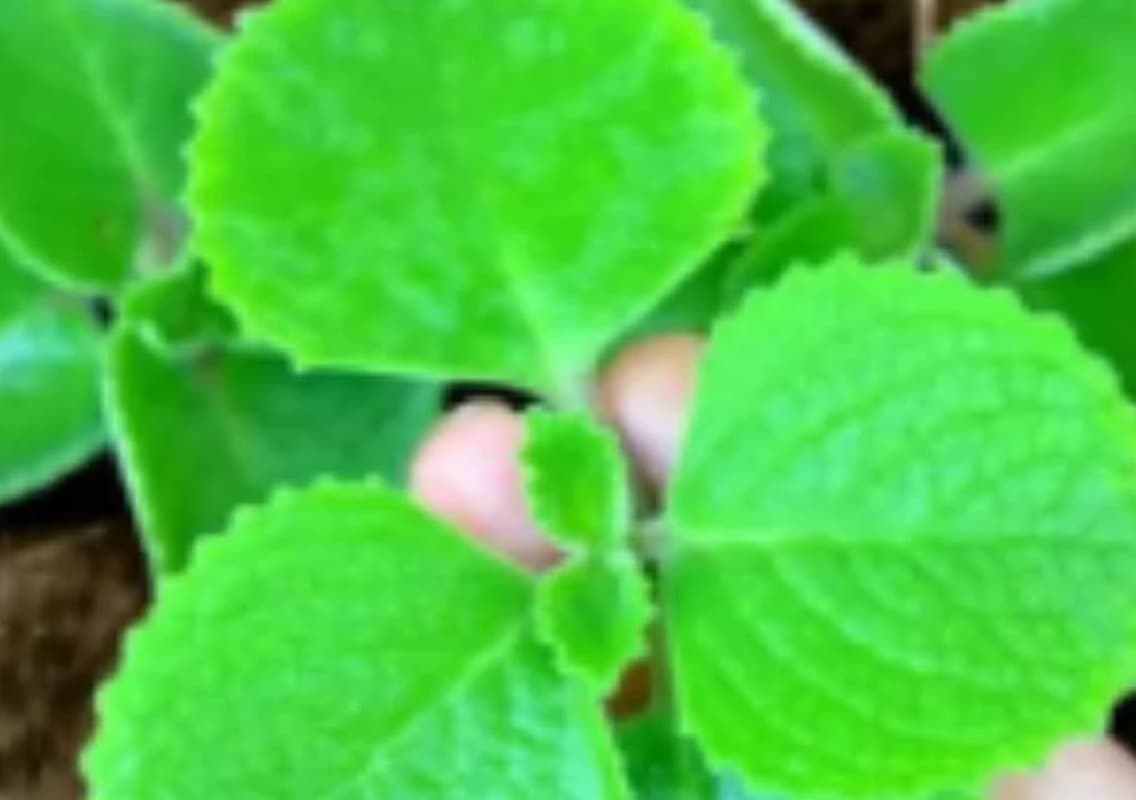 Dodapatre Kashaya: A Natural Immunity Booster for the Monsoon