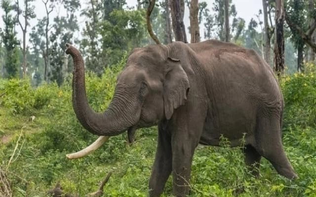 Wild Elephant Tramples 72-Year-Old Woman to Death in Kodagu