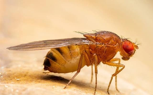 UAS-Dharwad’s Fruit Flies Selected for ISRO’s Mission Gaganyaan Research