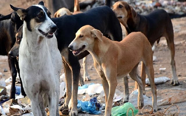 Karnataka Lokayukta Summons BBMP Officials Over Fatal Dog Bite Incident