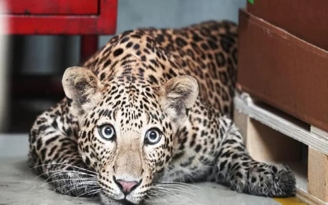 Leopard Spotted in Bengaluru’s Jigani Area, Forest Officials Launch Search Operation
