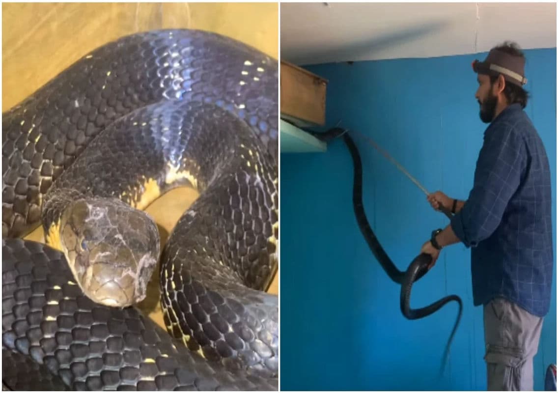 Family in Karnataka Discovers 9-Foot King Cobra in Bedroom Box