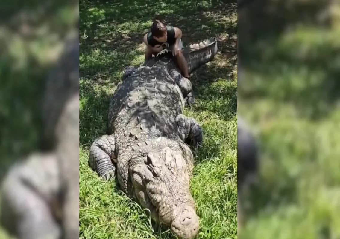 World’s Oldest Crocodile: Henry, the 123-Year-Old Nile Crocodile with a Dark Past