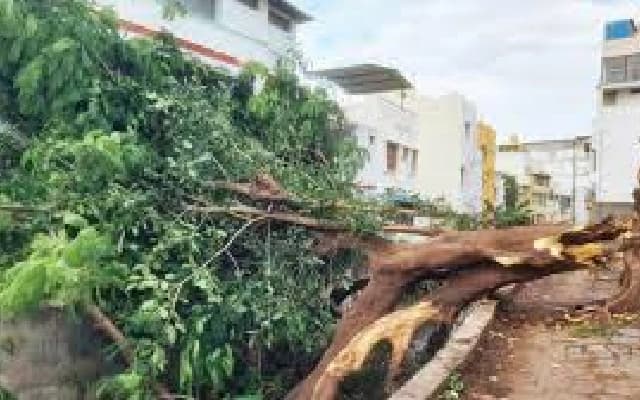 Fatal Gulmohar Tree Fall in Bengaluru Highlights Urban Tree Management Issues