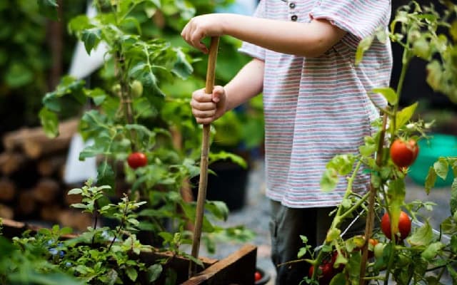 Heavy Rains Disrupt School Kitchen Gardens, Delaying Harvests