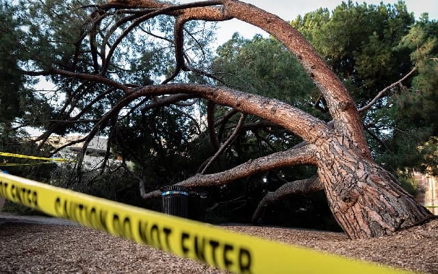 Tree Fall Causes Severe Accident in Mysuru