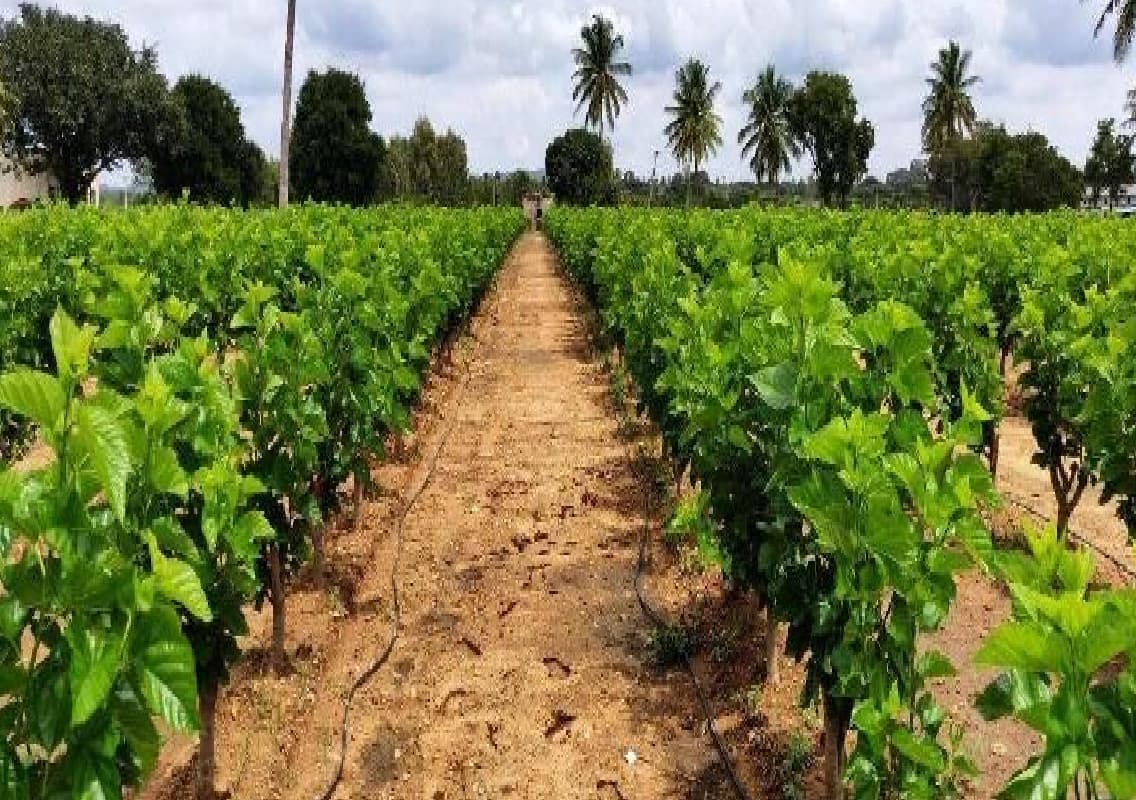 Karnataka Silk Department in Financial Crisis, Minister Promises Revival