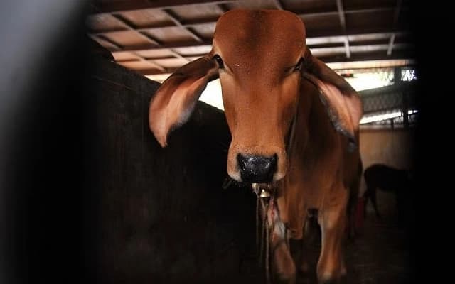 Suspected Rabid Cow Causes Havoc in Kolya, Dies After Capture