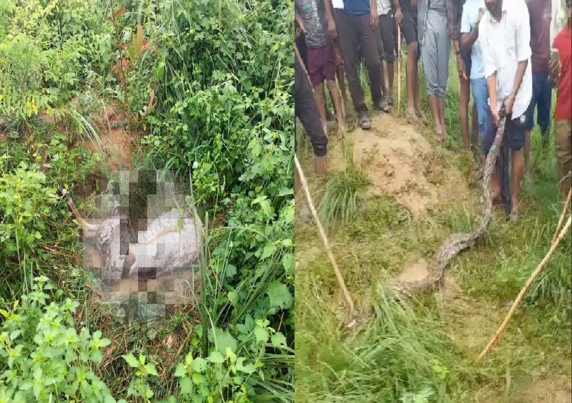 Villagers Fail to Rescue Cow from Giant Python Attack in Agra